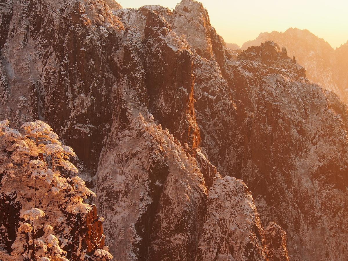 Huangshan winter snow pines